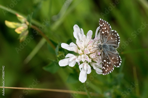 Brown butterfly on a white flower