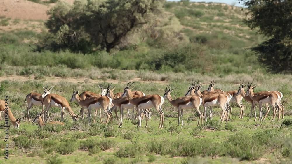 Herd of springbok antelopes (Antidorcas marsupialis) in natural habitat, Kalahari, South Africa Herd of springbok antelopes (Antidorcas marsupialis) in natural habitat, Kalahari, South Africa