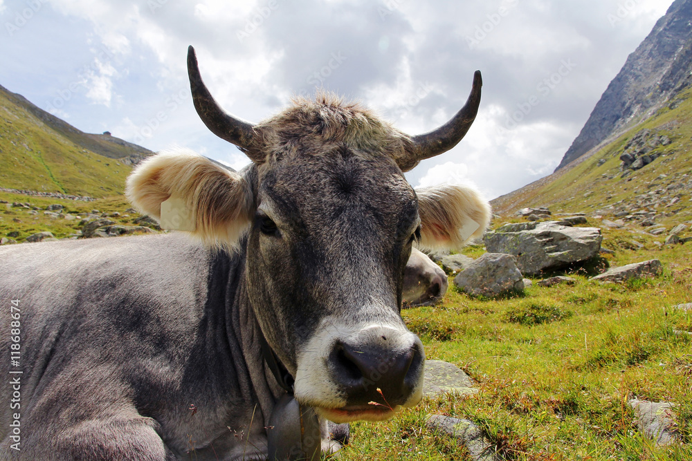 Tiroler Grauvieh Mit H rnern Und Glocke Stock Photo Adobe Stock