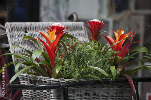 Billbergia Kyoto Bromeliad flowering and ornamental plants. ornamental red color a flowering plant in a wicker basket at the entrance to the store photo