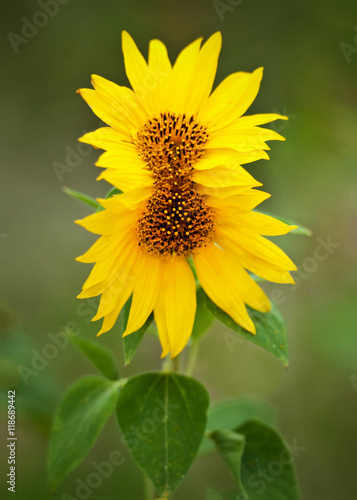 twin sunflower on a soft green background - two flower heads grown together to one photo