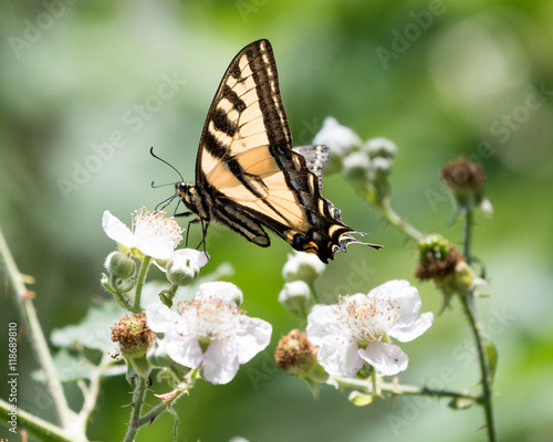 Yellow Swallowtail on a White Flower © Randy Runtsch