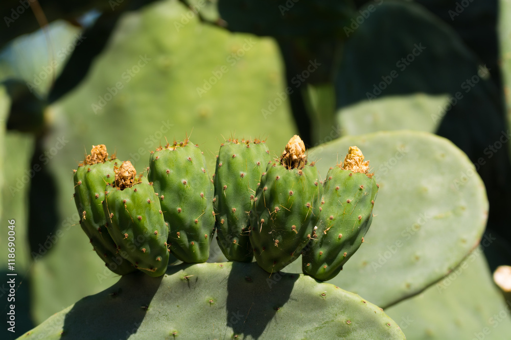Cactus prickly pear opuntia with unripe green fruits Cactus prickly pear opuntia with unripe green fruits