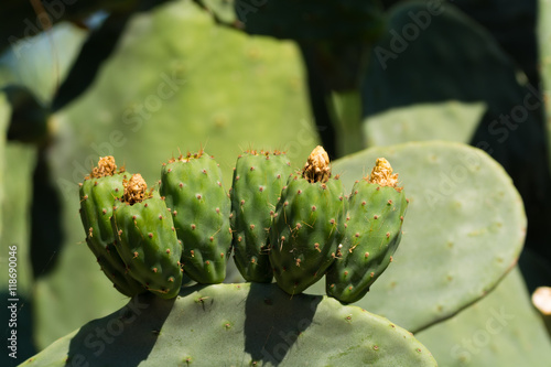 Cactus prickly pear opuntia with unripe green fruits