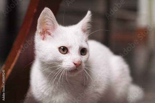 Adorable white kitten