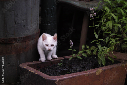 Adorable white kitten