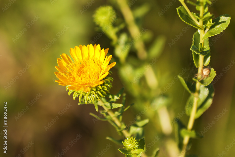 Close view of a yellow flower Close view of a yellow flower