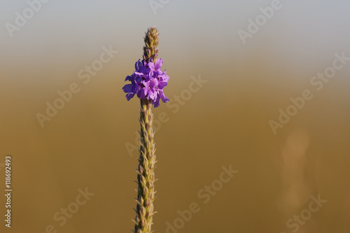 Wooly Verbena purple flower  photo