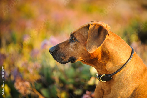 Rhodesian Ridgeback dog portrait in field with purple flowers