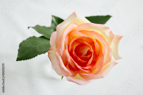 Pink-orange rose