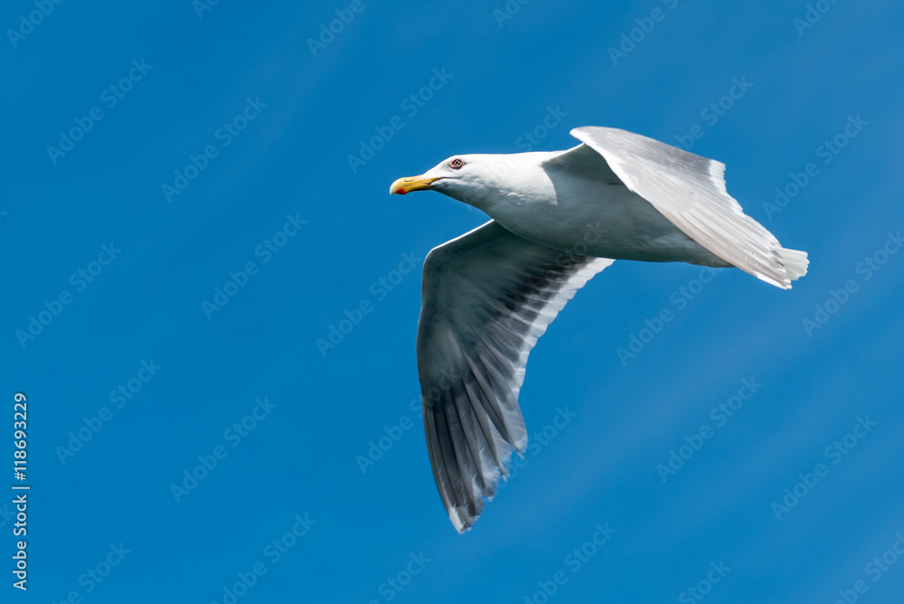 Male Western Gull in Flight Male Western Gull in Flight