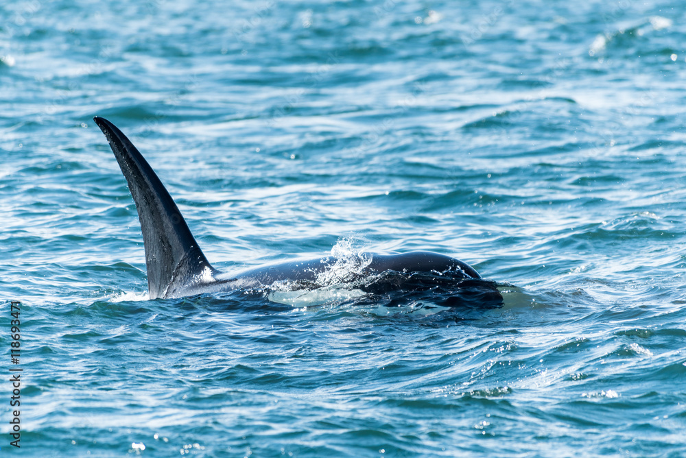 Fototapeta premium Killer Whale on the Surface
