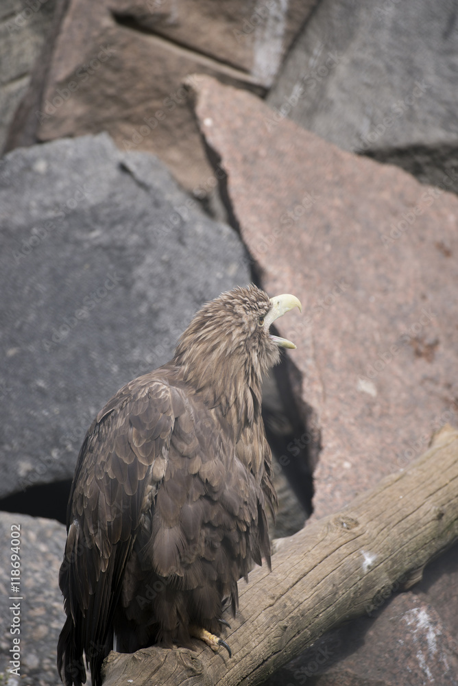 Fototapeta premium Орлан Белохвост 