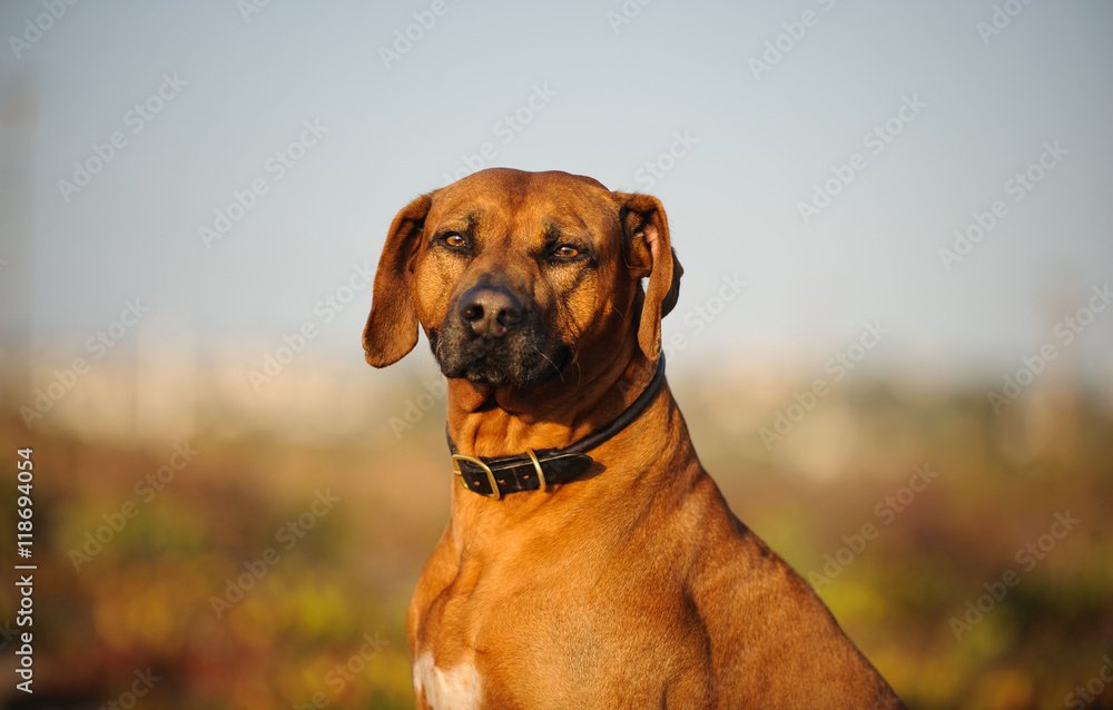 Rhodesian Ridgeback dog portrait in field with blue sky