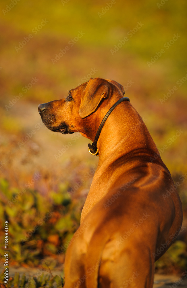 Rhodesian Ridgeback dog standing in field showing ridge down back