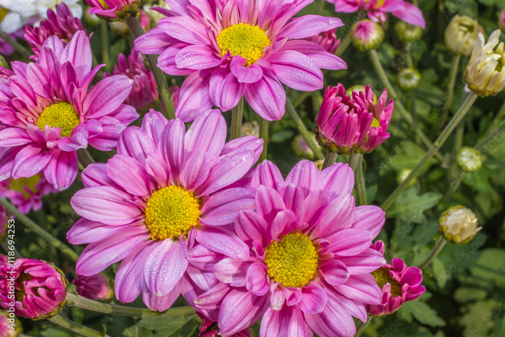 Fototapeta premium beautiful garden flowers