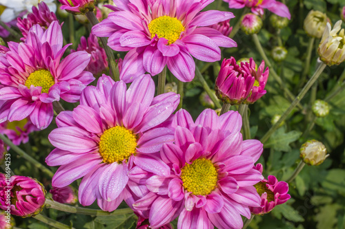 beautiful garden flowers