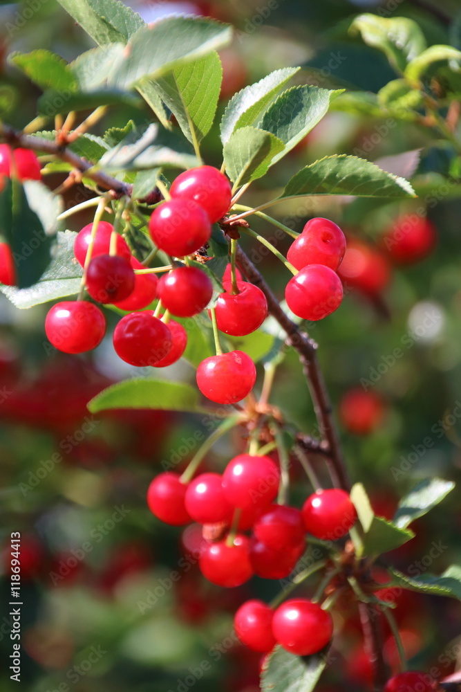 Ripe cultivar cherries in the June garden Ripe cultivar cherries in the June garden