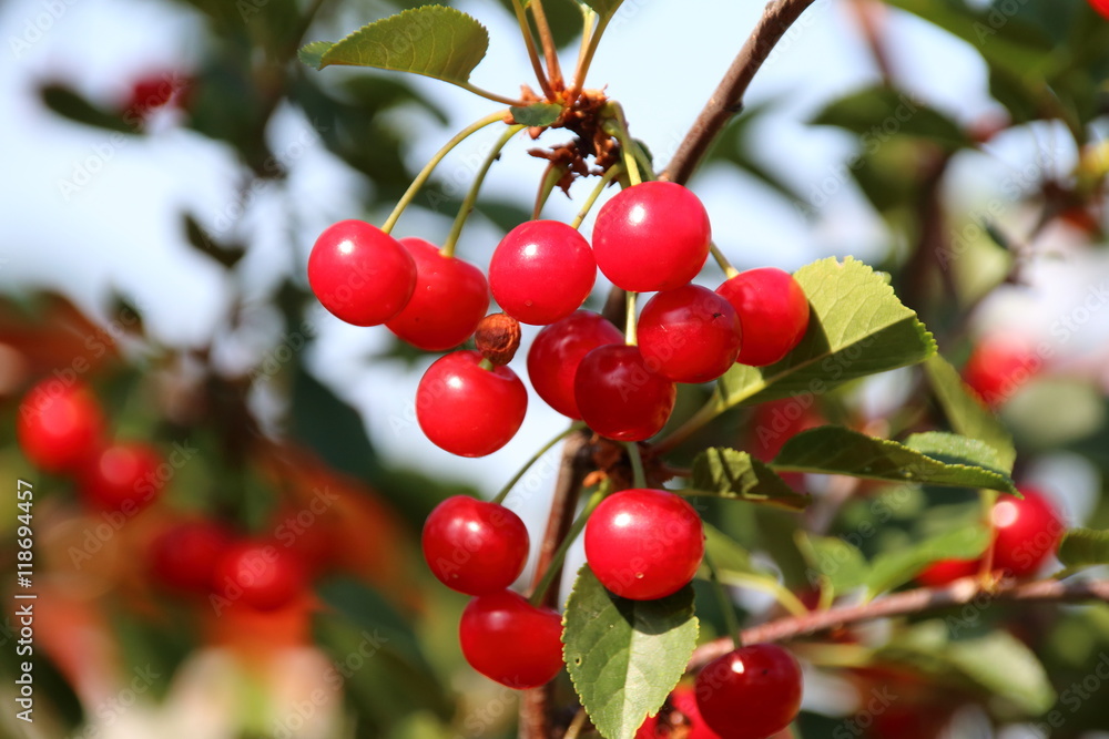 Ripe cultivar cherries in the June garden