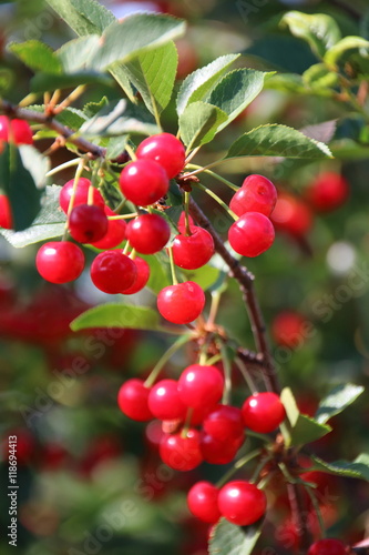 Ripe cultivar cherries in the June garden