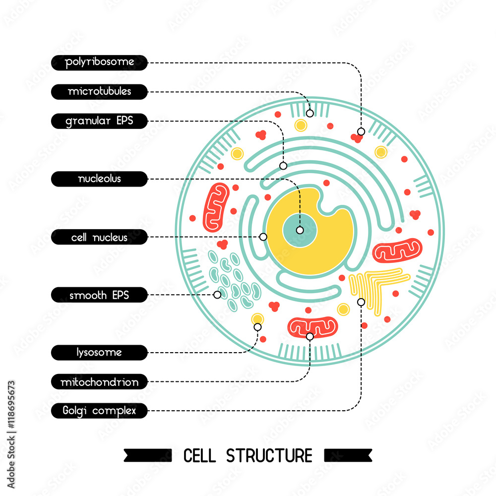 Naklejka premium Cell structure 1