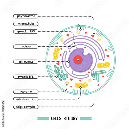 Cell structure 1