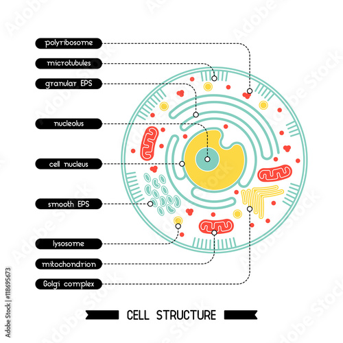 Cell structure 1