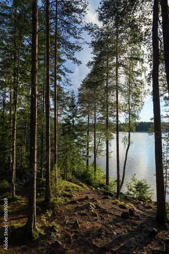 Lush and verdant forest and lake in Finland in summertime in the evening.