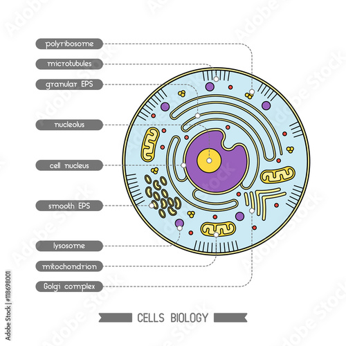 Cell structure 1
