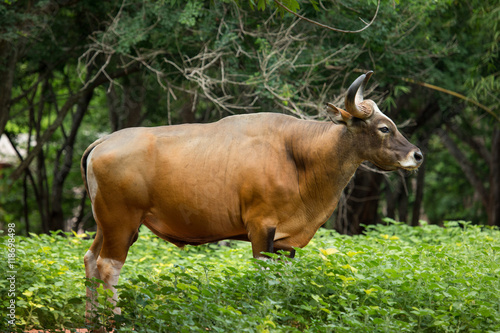 Red gaur standing on field,