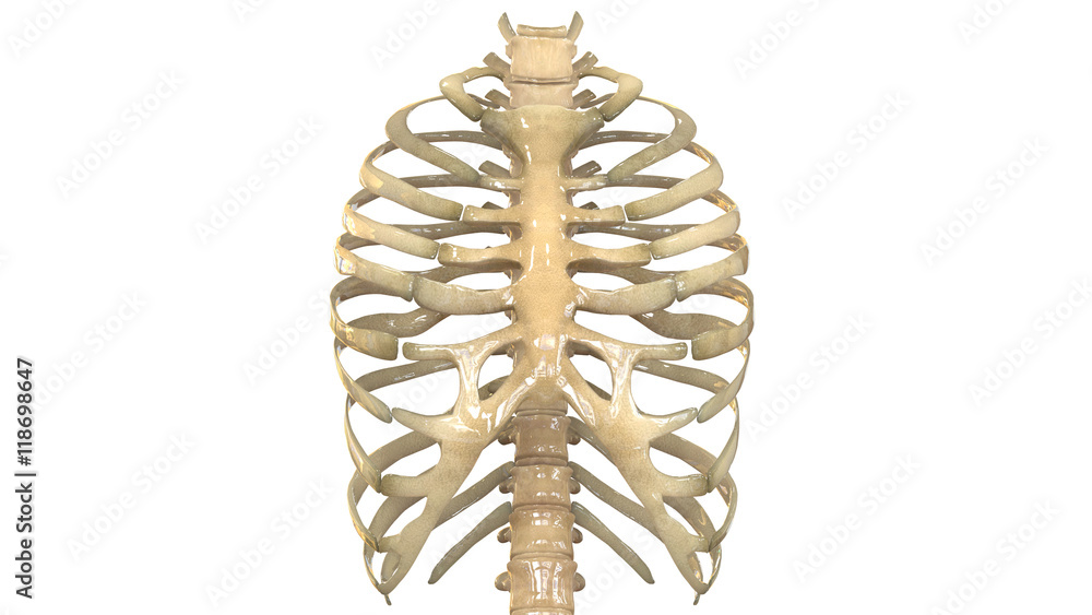 Human Skeleton Ribs with vertebral column Anatomy (Anterior view) Stock ...