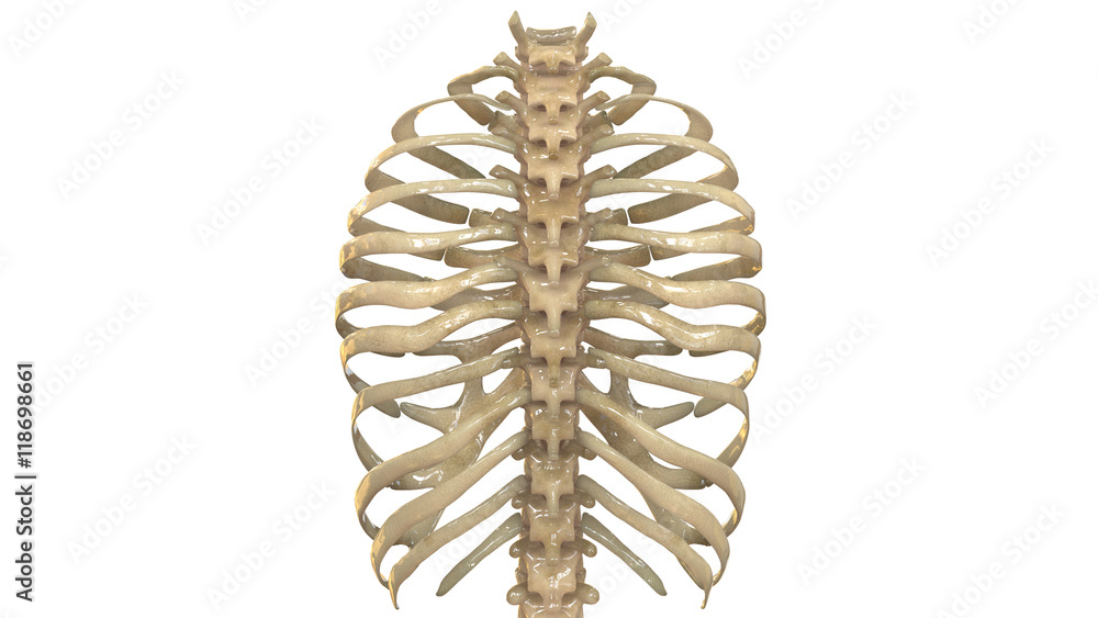 vertebral column and ribs