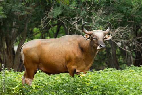 Red gaur standing on field