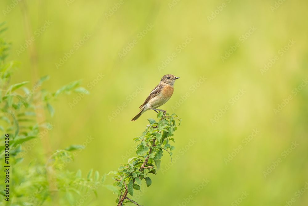 Male young Europian stonechat Male young Europian stonechat