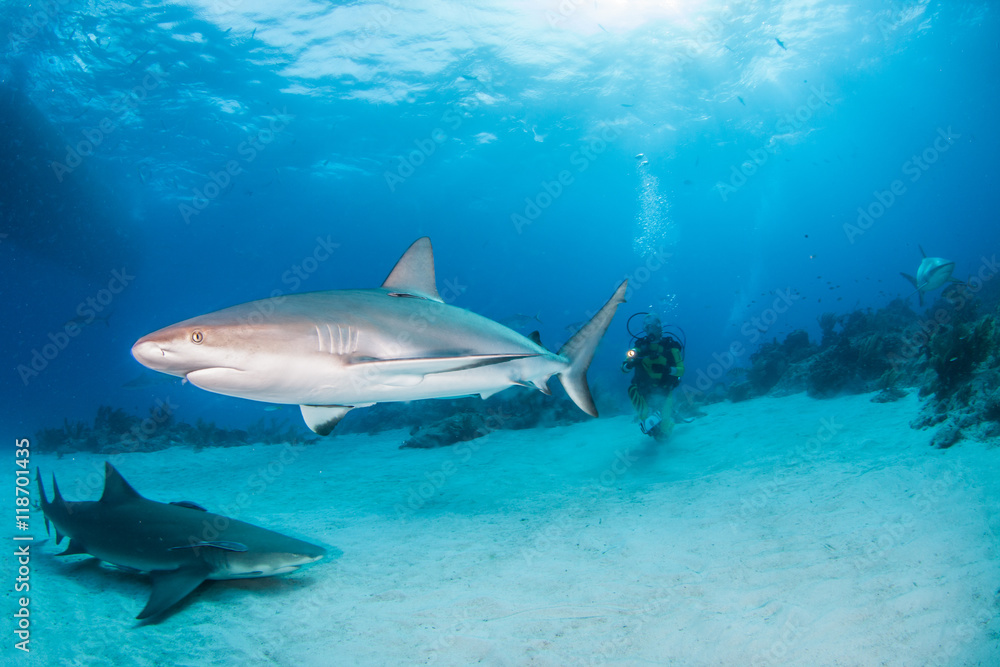 Fototapeta premium Caribbean reef shark