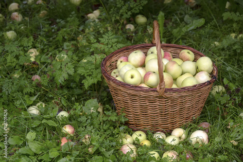 Healthy Organic Apples in the Basket in the garden