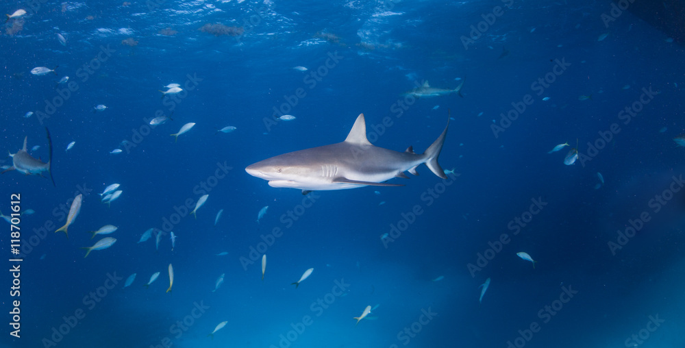 Fototapeta premium Caribbean reef shark