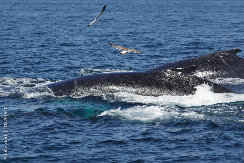 Fototapeta premium Humpback Whales in Provincetown MA
