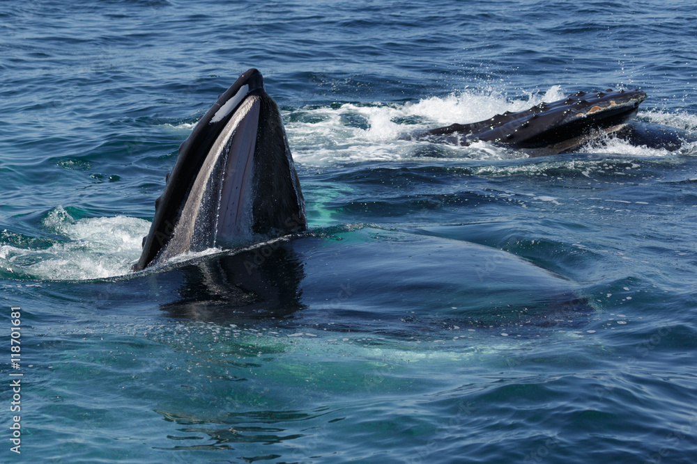 Fototapeta premium Humpback Whale in Provincetown MA