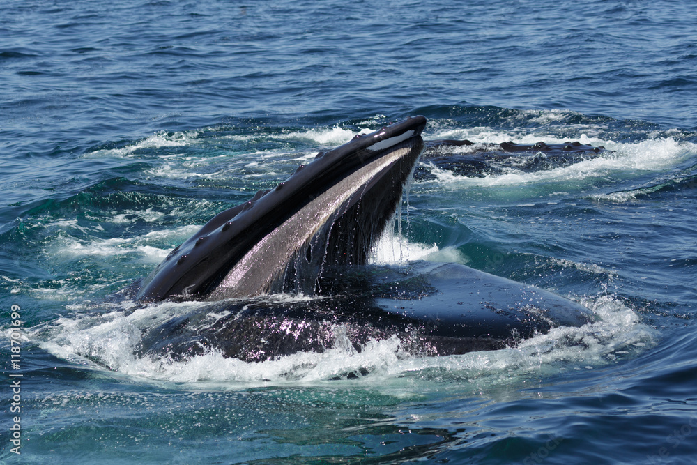 Fototapeta premium Humpback Whale in Provincetown MA