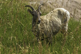 Big Horn Sheep Grazing / Badlands National Park South Dakota