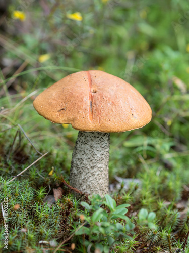 orange-cap boletus in the forest