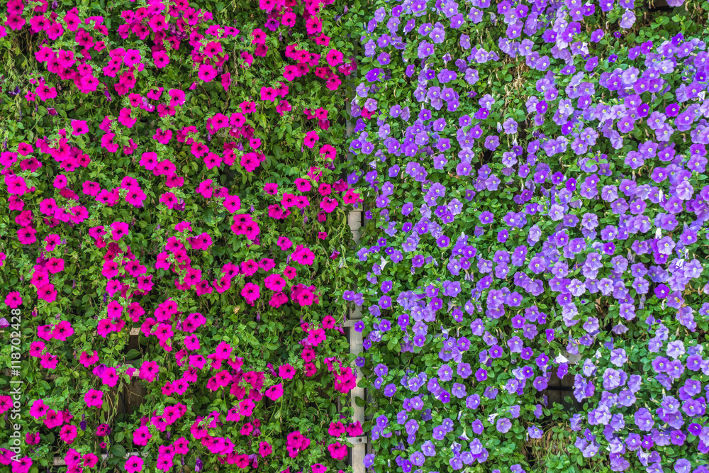 Hintergrund Sommerblumen Hintergrund Sommerblumen