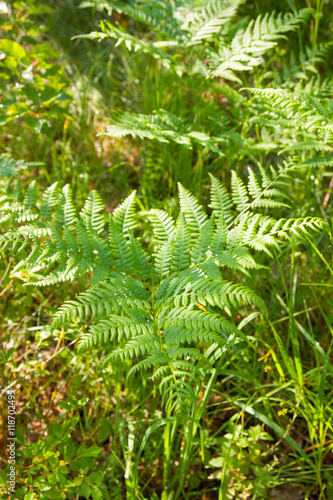 great green bush of fern in the forest.