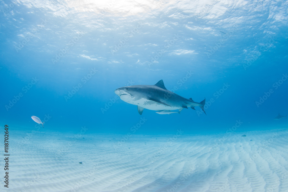 Fototapeta premium Tiger shark