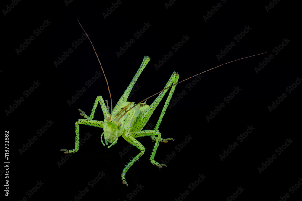 Green grasshopper on a black background Green grasshopper on a black background