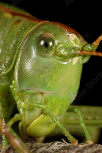 Great Green Bush-Cricket, Great Green Bush Cricket, Tettigonia viridissima © Maciej Olszewski