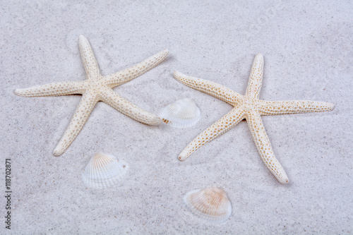 White starfishes and one shell on a sand