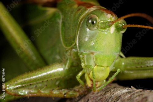 Great Green Bush-Cricket, Great Green Bush Cricket, Tettigonia viridissima © Maciej Olszewski