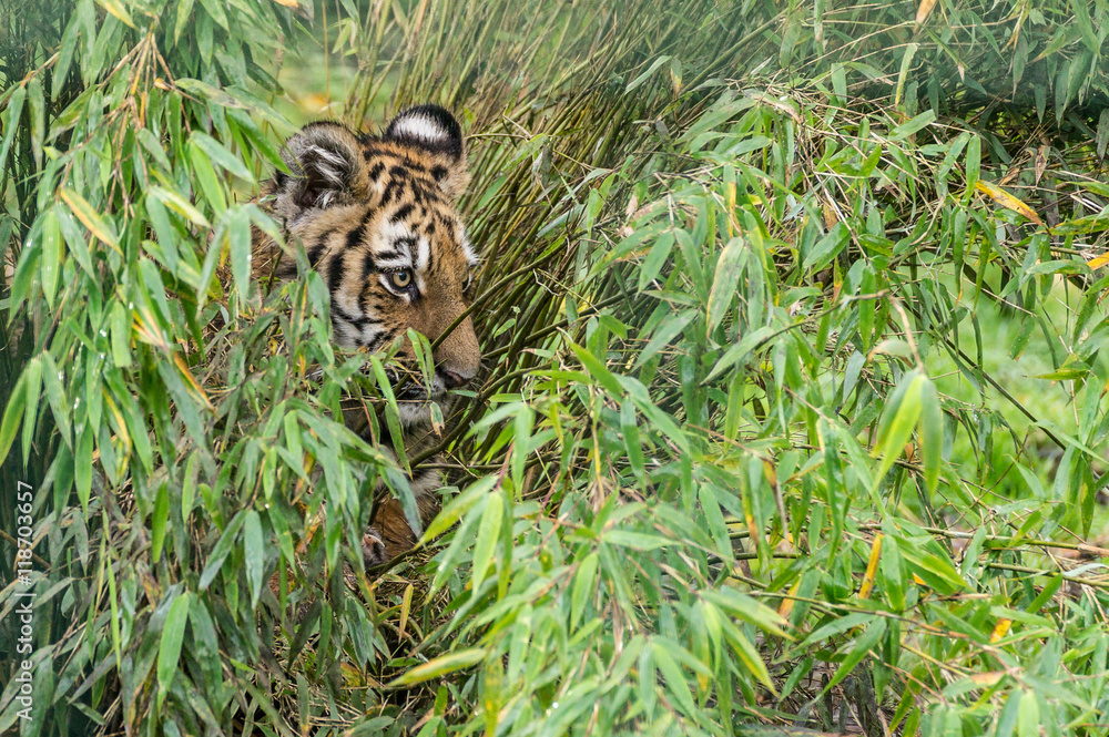 Fototapeta premium kleiner Tiger vwersteckt sich in hohem Gras
